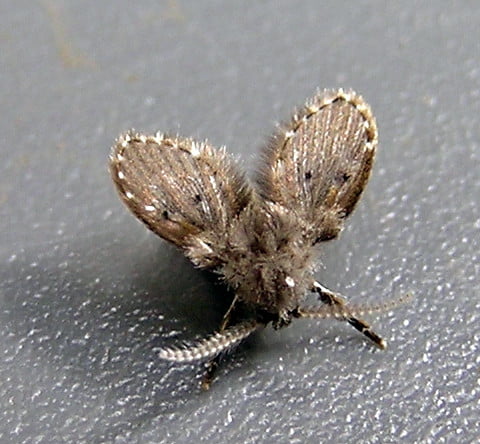 rioolvliegjes bestrijden